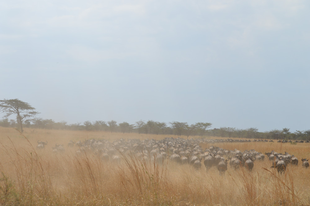 Journey of the Wildebeest (July-October)