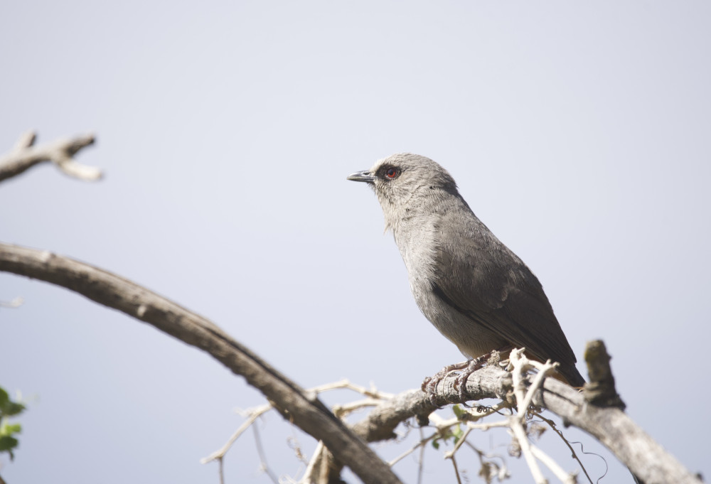 Lalibela Bird Photography and Churches Tour