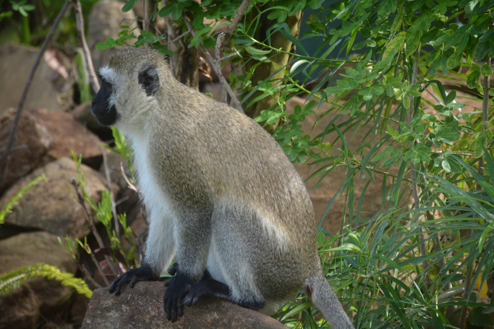 Masai Mara-L Nakuru-Amboseli-Saltlick-Tsavo East