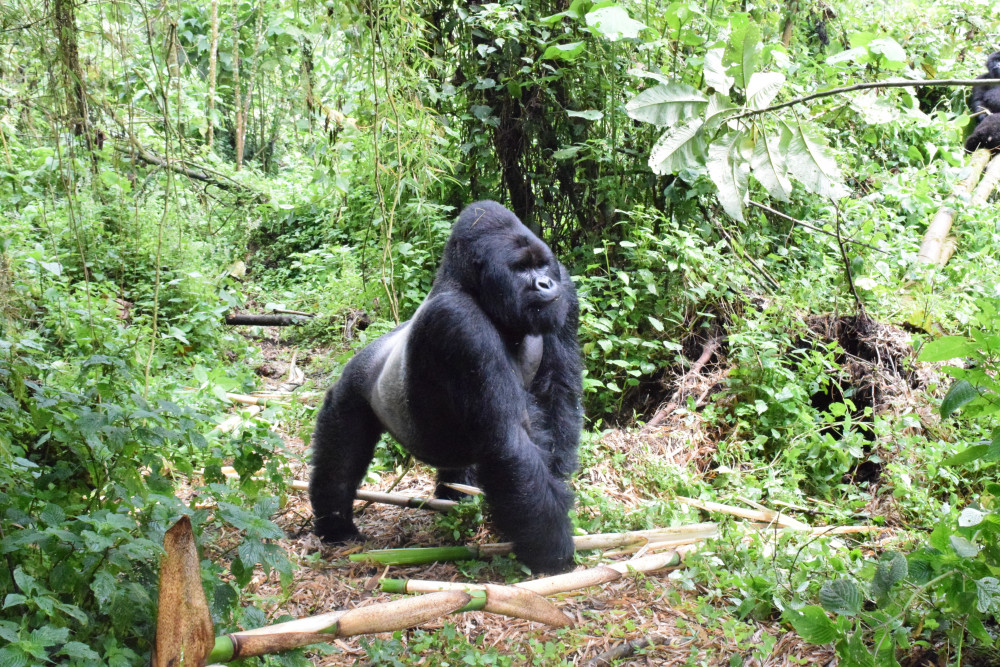 Lowland Gorilla Trekking in Kahuzi-Biega NP