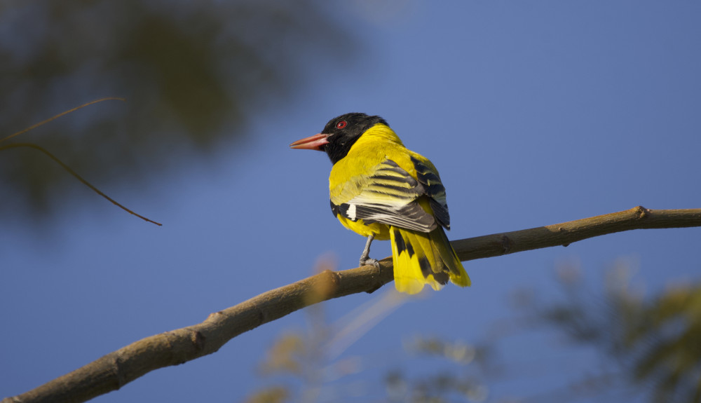 Bahir Dar Birding and Ura Kidane Mihret Monastery