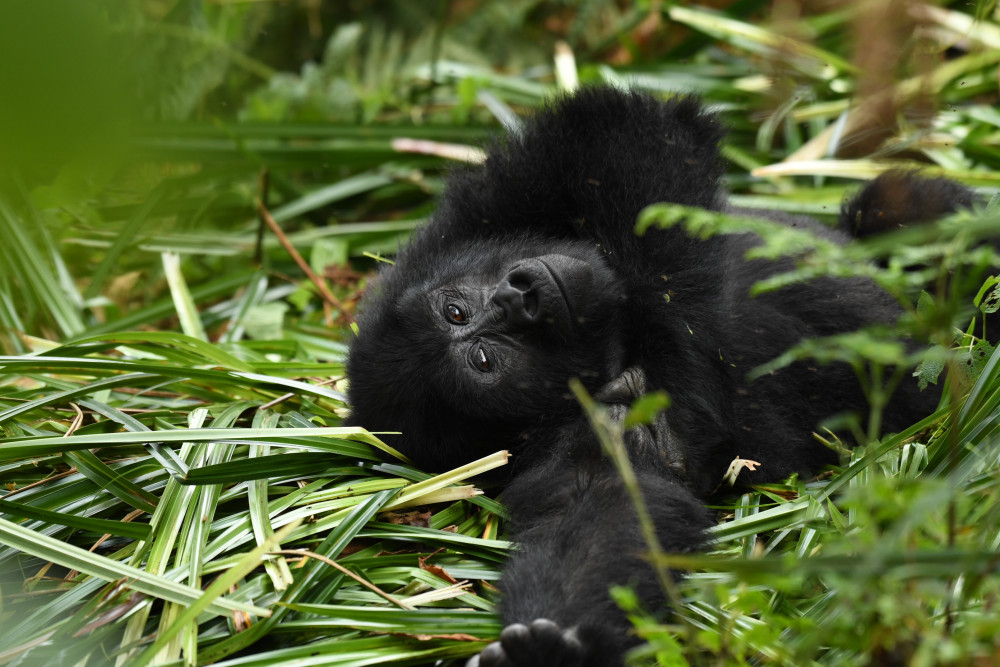 Gorilla Experience