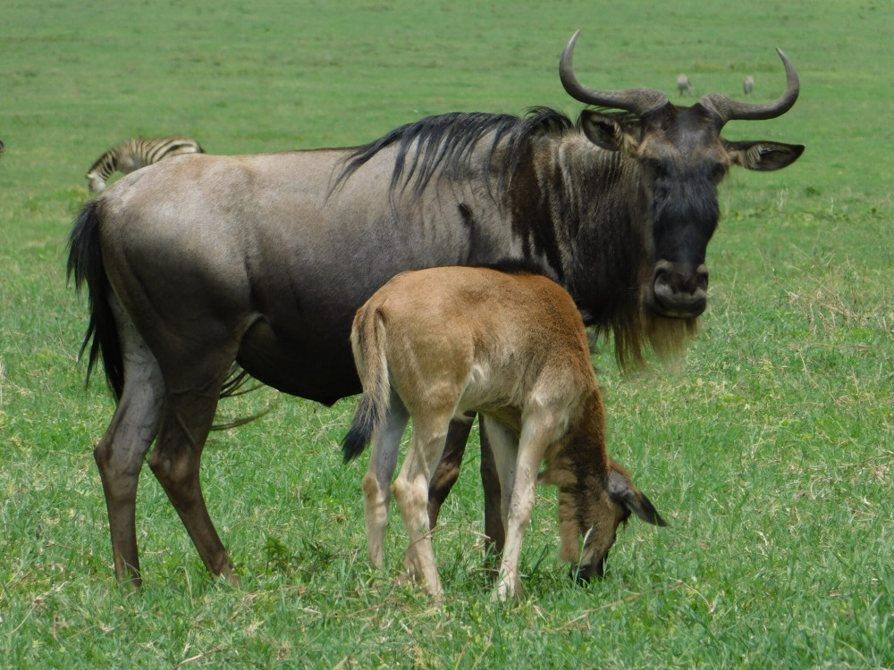 Great Migration Calving Safari Fly from Zanzibar