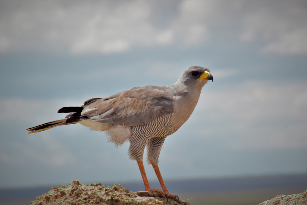 Tanzania Arc Mountains & Endemics Birding Tour