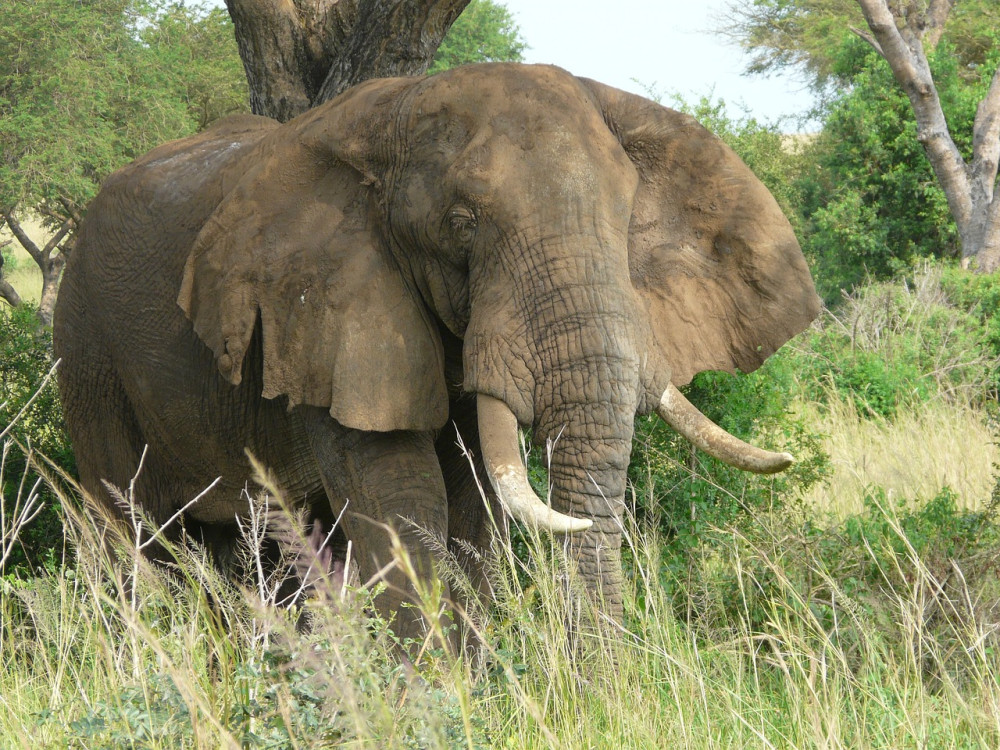 Queen Elizabeth NP Wildlife Safari