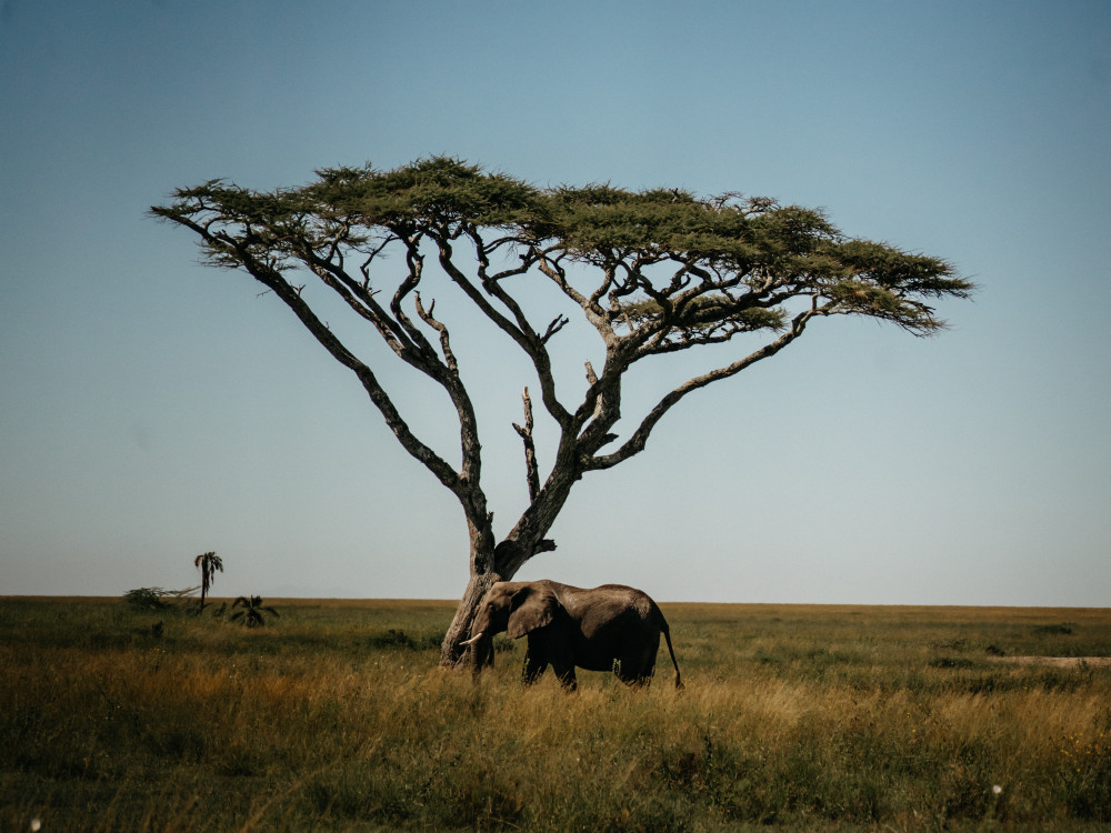 All Inclusive Serengeti Eco-Adventure