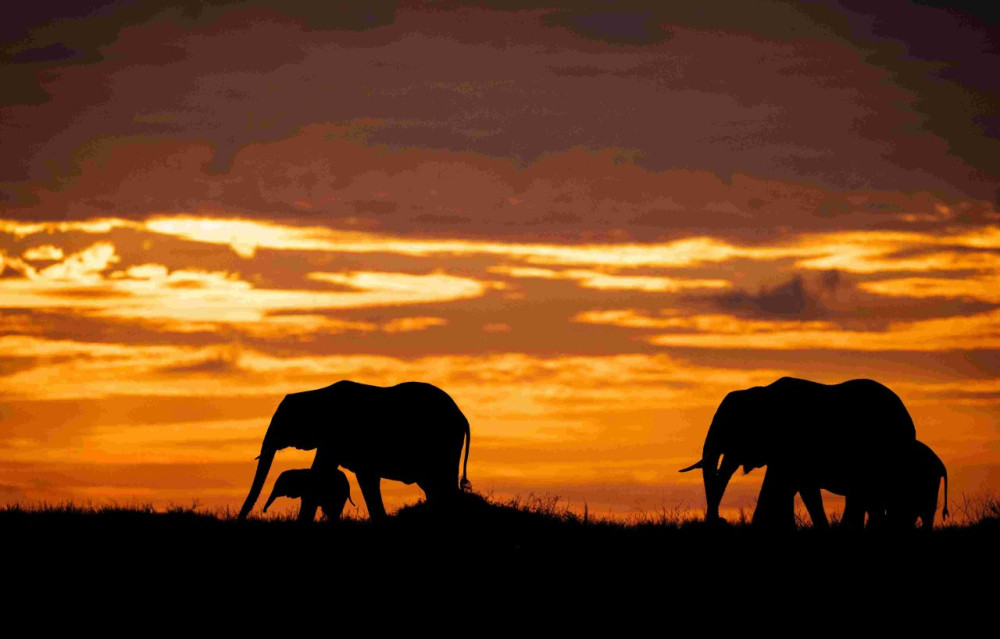 Kenya-Tanzania Safari