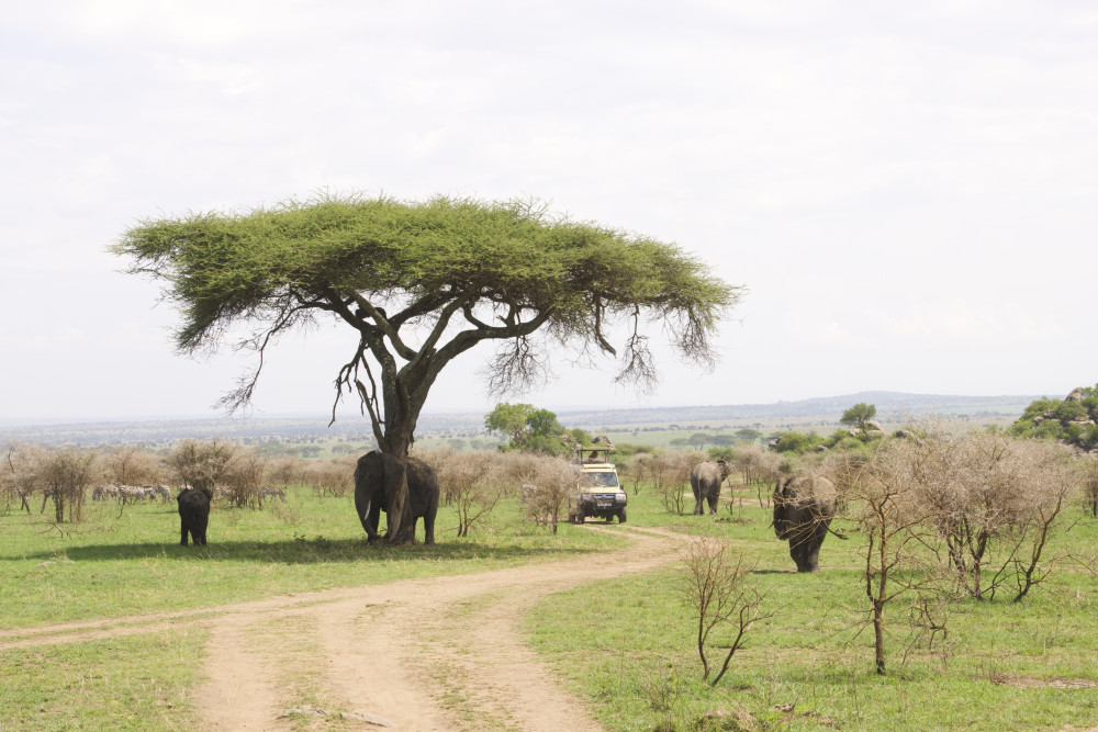 Ngorongoro & Manyara Budget Tour +Activities