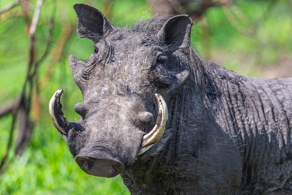 Queen Elizabeth and Lake Mburo National Park