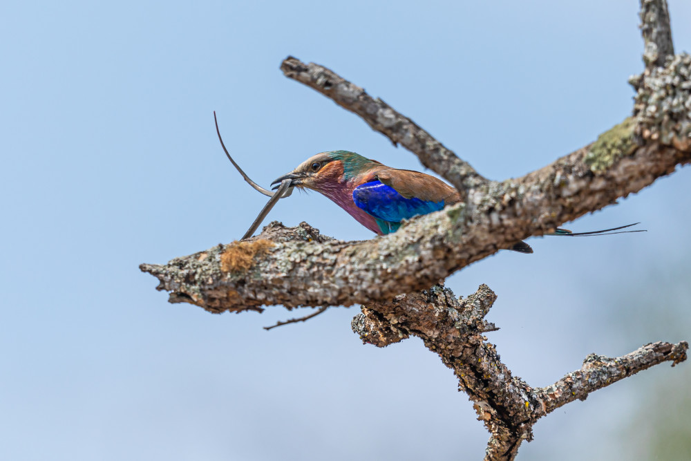 Kenya Birding Kakamega, Kinangop and East Cost