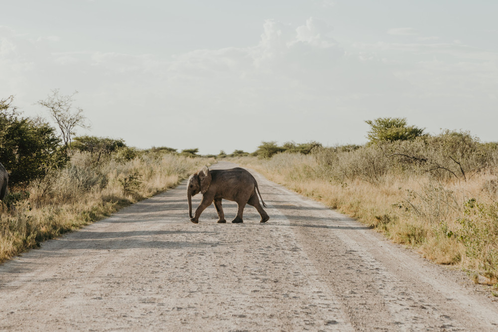 Eco-Friendly Etosha Self-Drive Safari