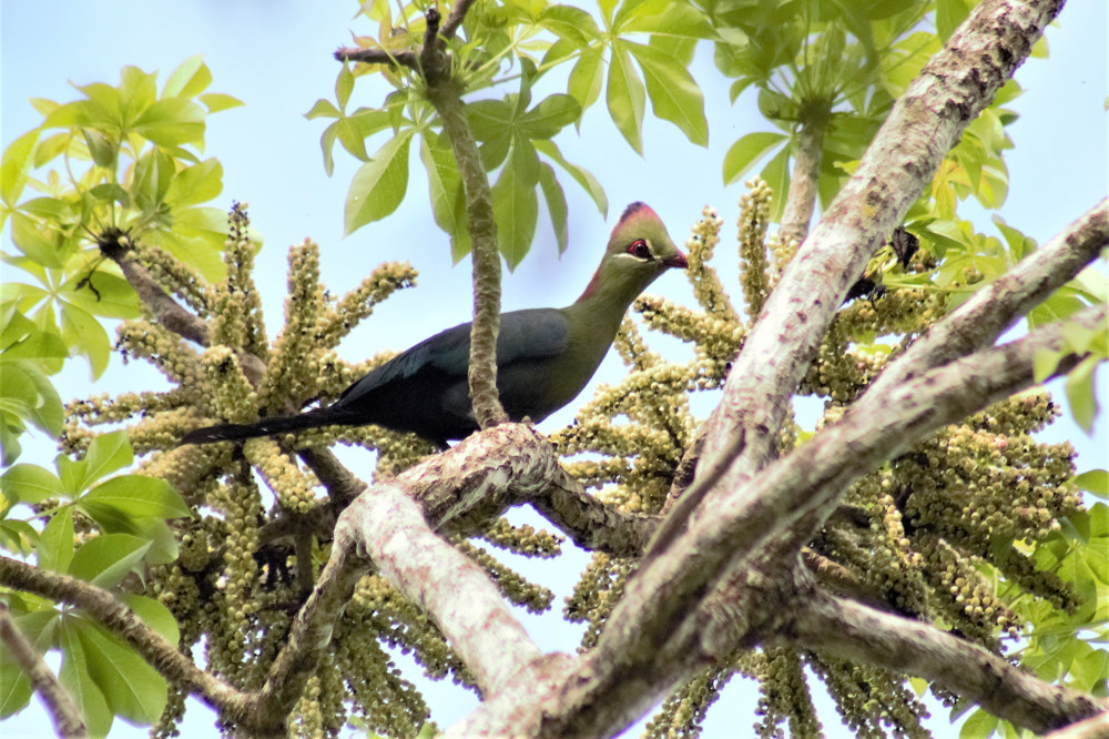 Usambara Mountains Birding Trip