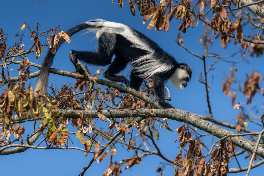 Uganda Primate Safari