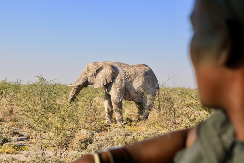 Etosha Express Safari