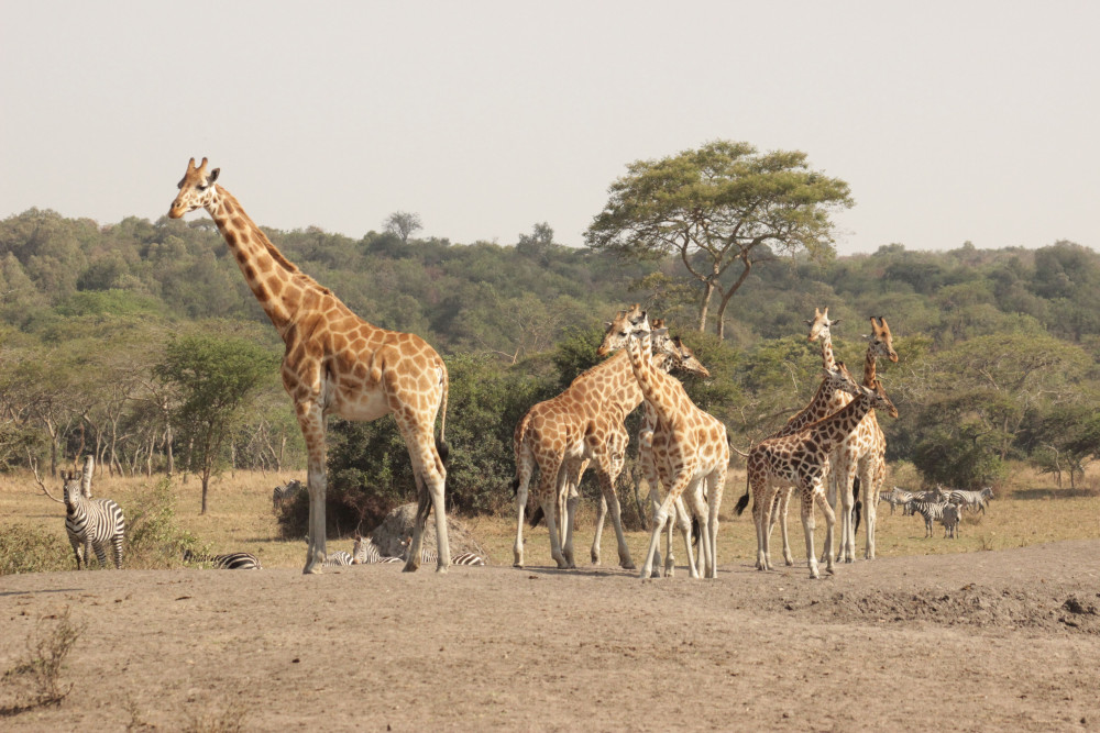 Lake Mburo National Park Wildlife and Culture