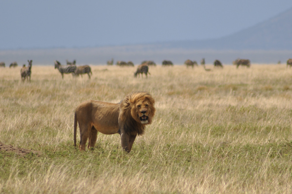 Zanzibar Fly-in Serengeti and Ngorongoro Crater