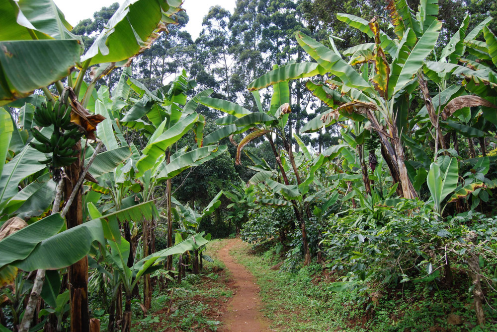 Kilimanjaro Foothills Hike Shimbwe to Materuni