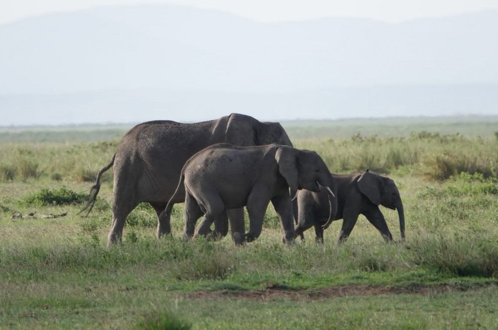 Amboseli-Tsavo West-Tsavo East in Style