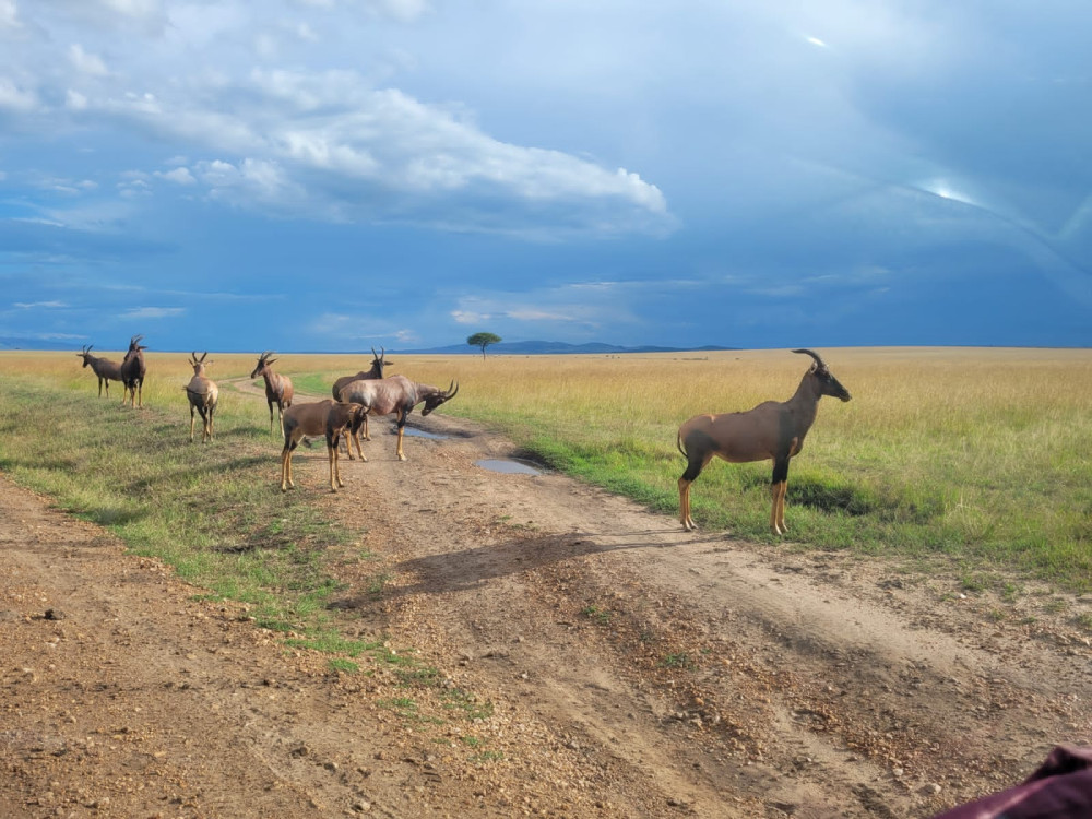 Samburu-Aberdare-L Nakuru-Mara-L Naivasha-Amboseli