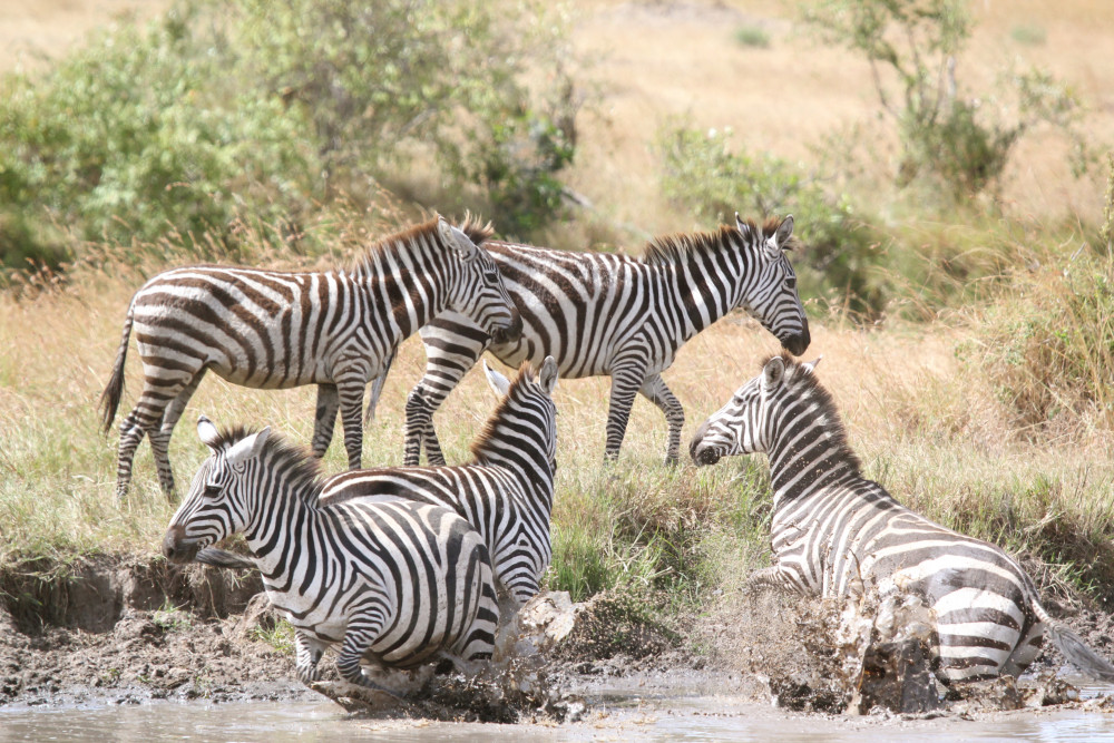 Masai Mara - Lake Nakuru Experience