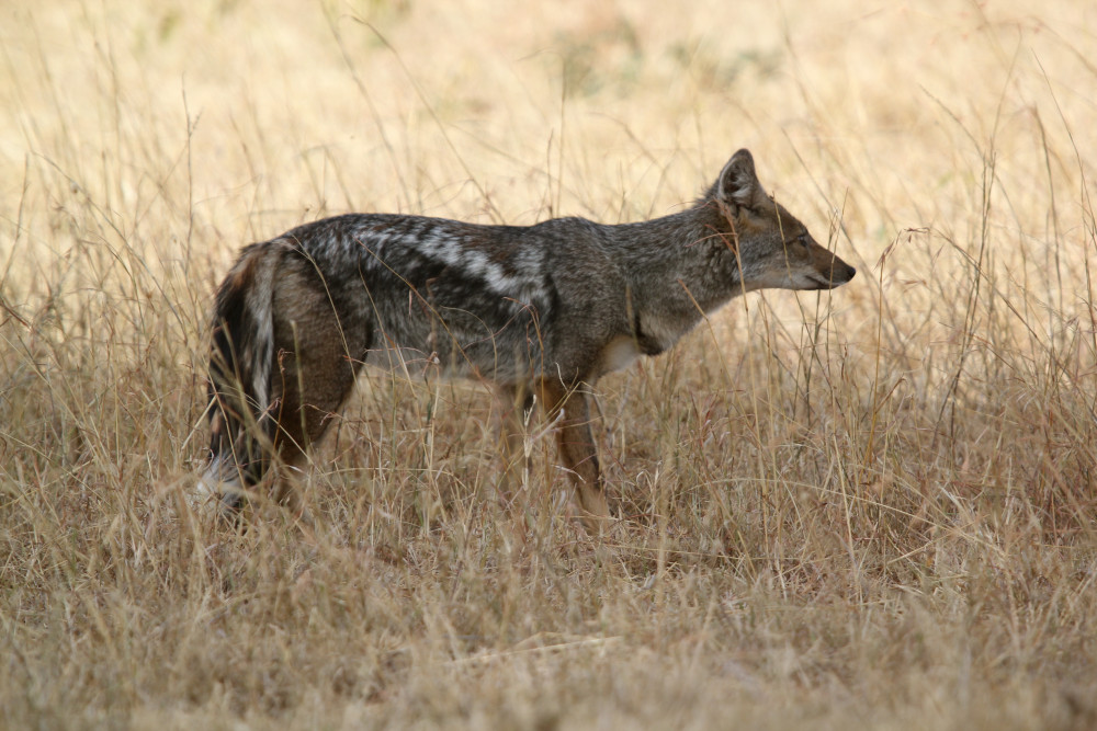 Masai Mara-L Nakuru-L Naivasha-Amboseli Safari