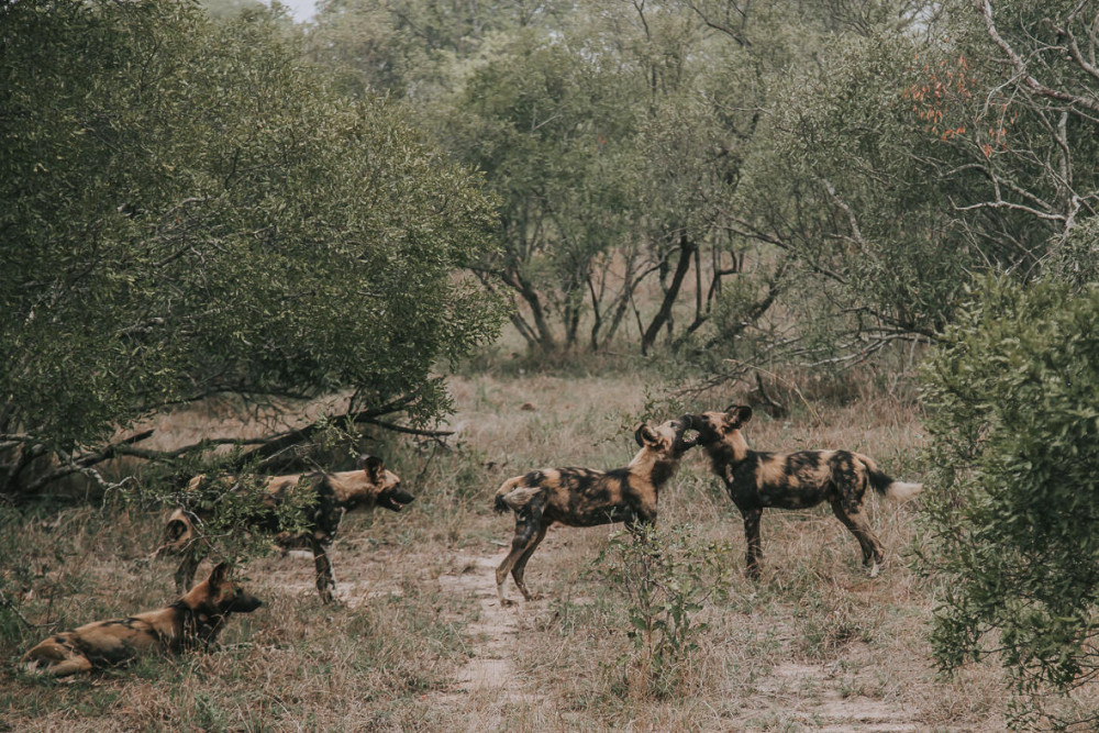 Thornybush Fly-in Promotion