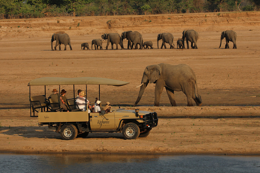 Zambia South Luangwa Safari
