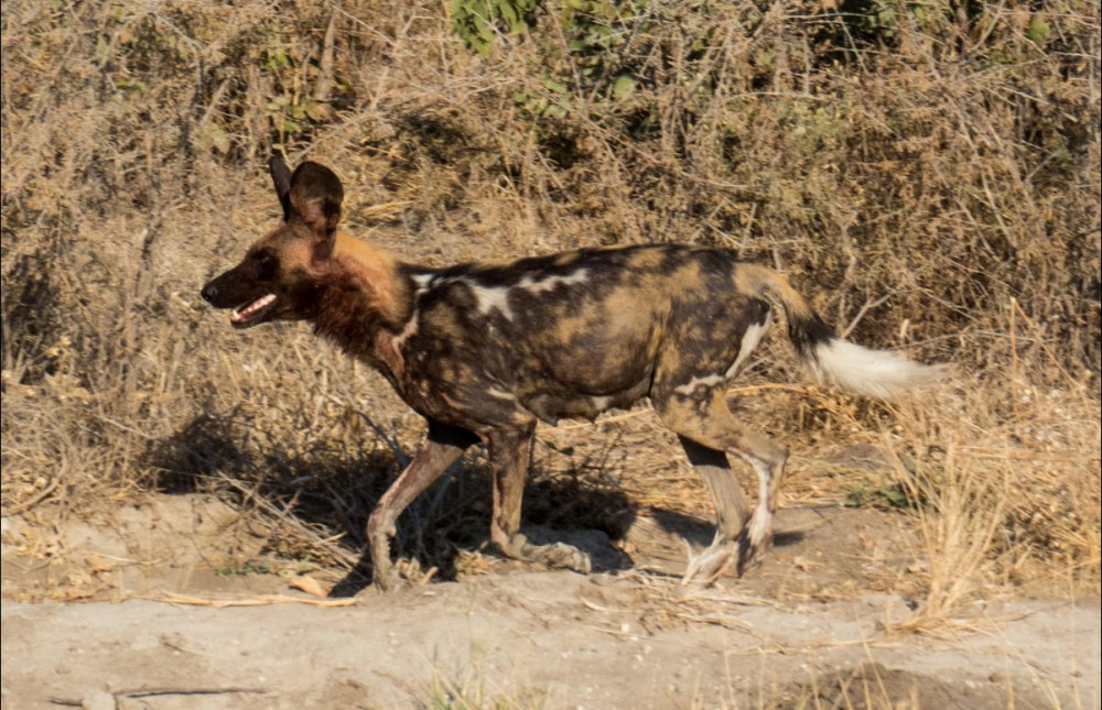 Botswana Simba Group Camping Safari