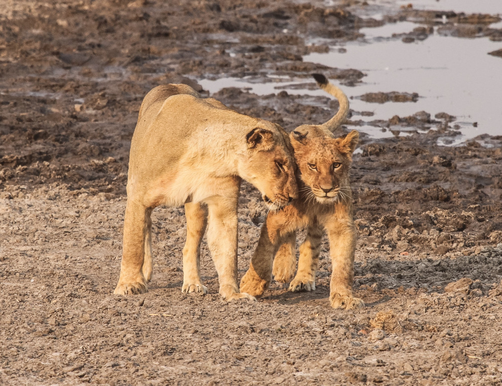 Discover Kruger's Secrets Private Safari