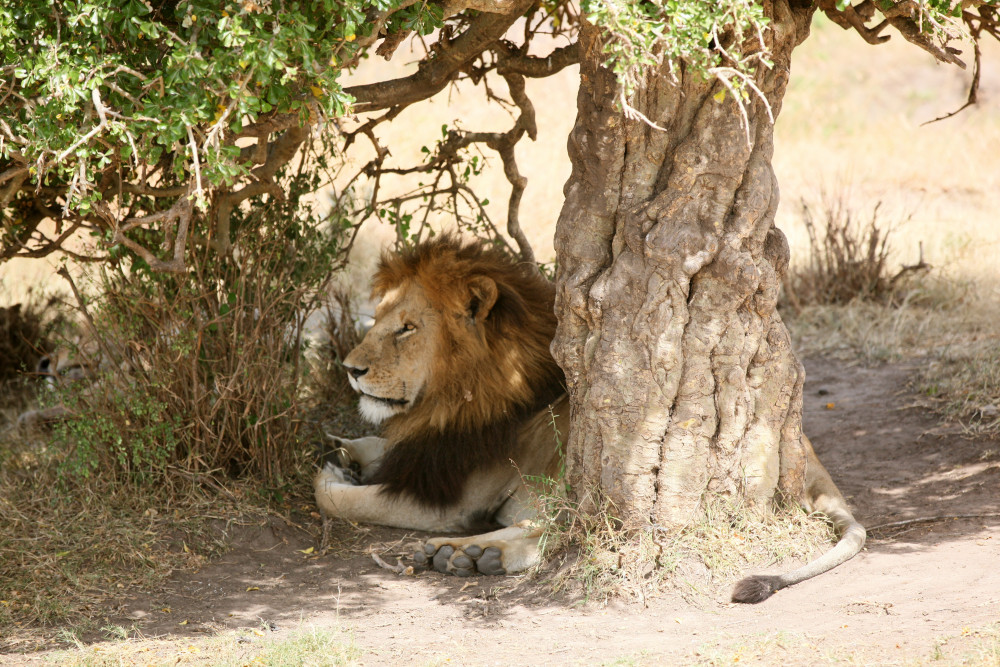 Masai Mara-Lake Nakuru-Aberdare-Amboseli Park