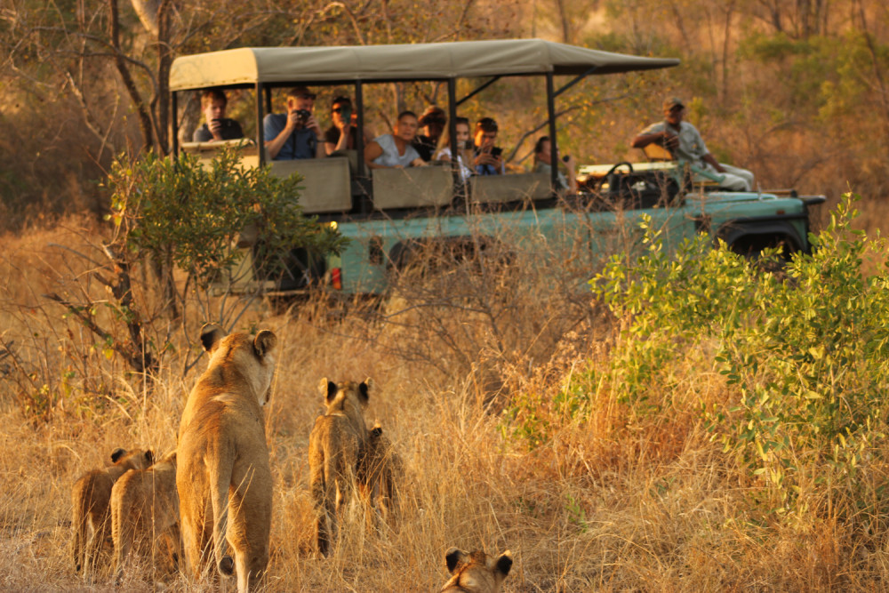 Private Kruger NP Safari Drive from Hazyview