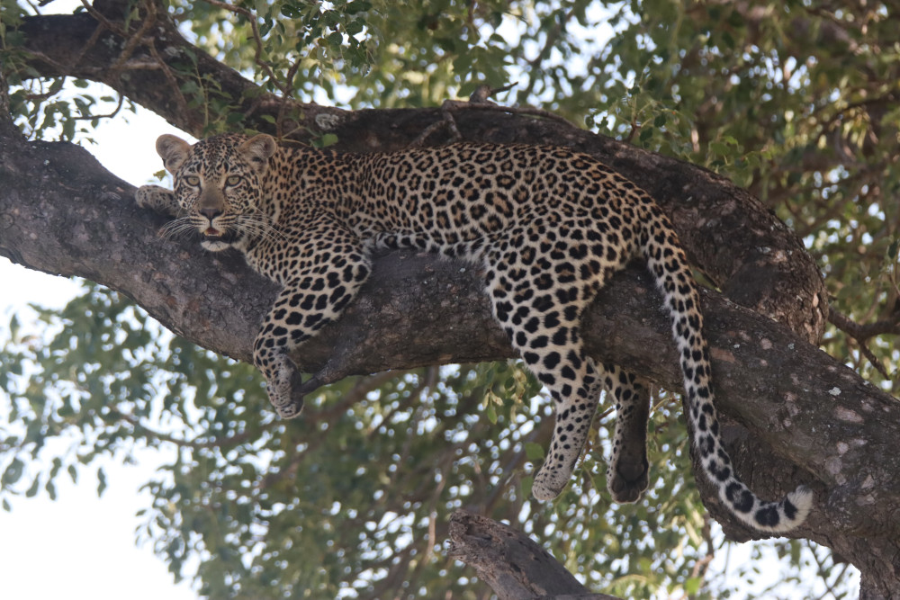 Kruger Safari Package Bush and Leopards