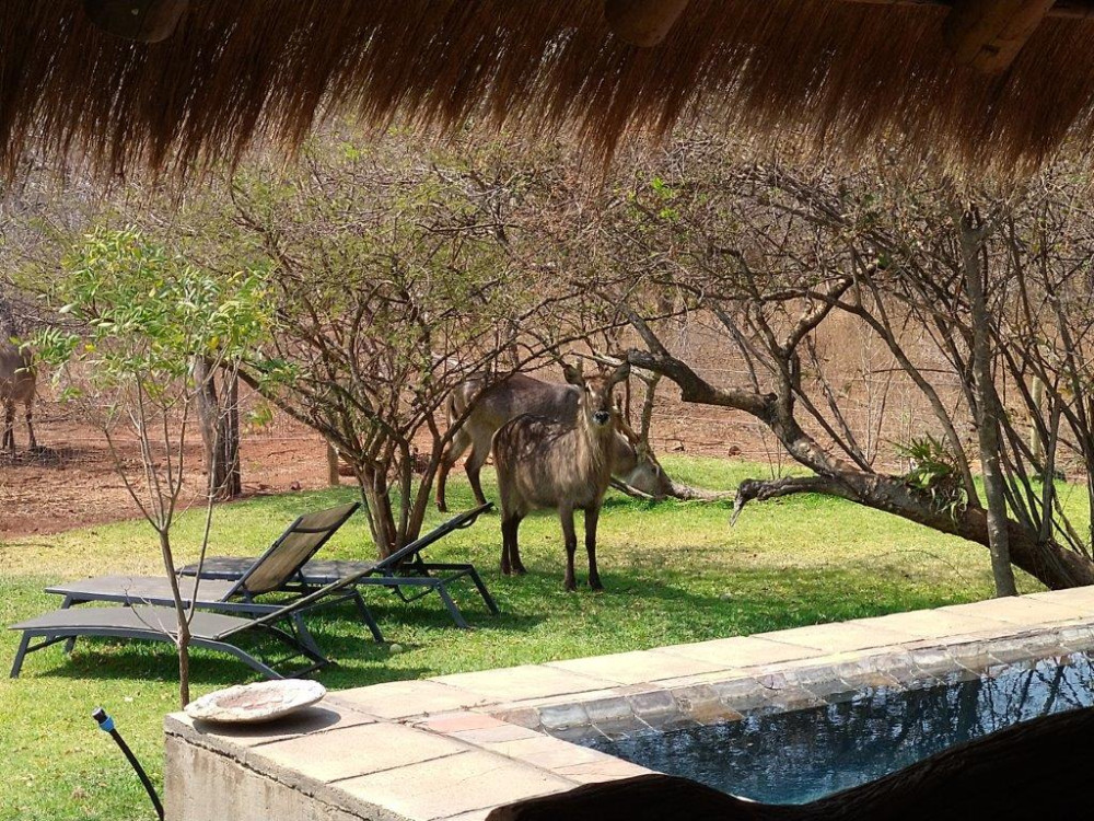 Call of the Wild Kruger Safari