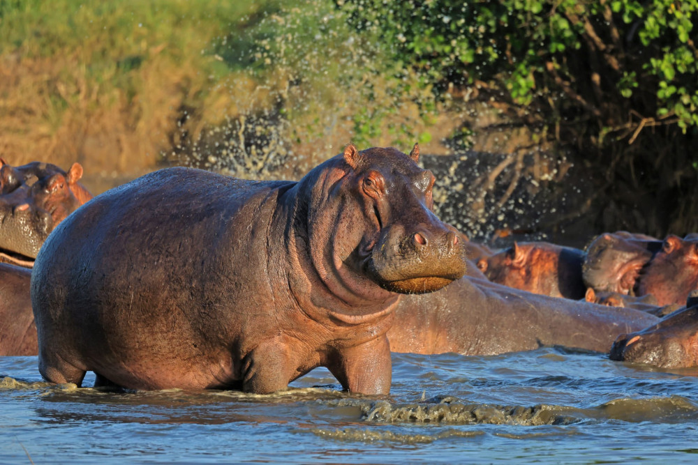 Safari to Mikumi, Ruaha & Nyerere NP