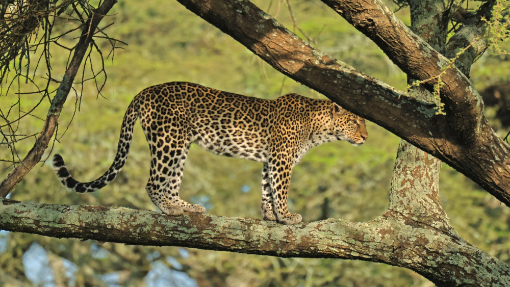 Tanzania Budget Tour with Local Culture Visits