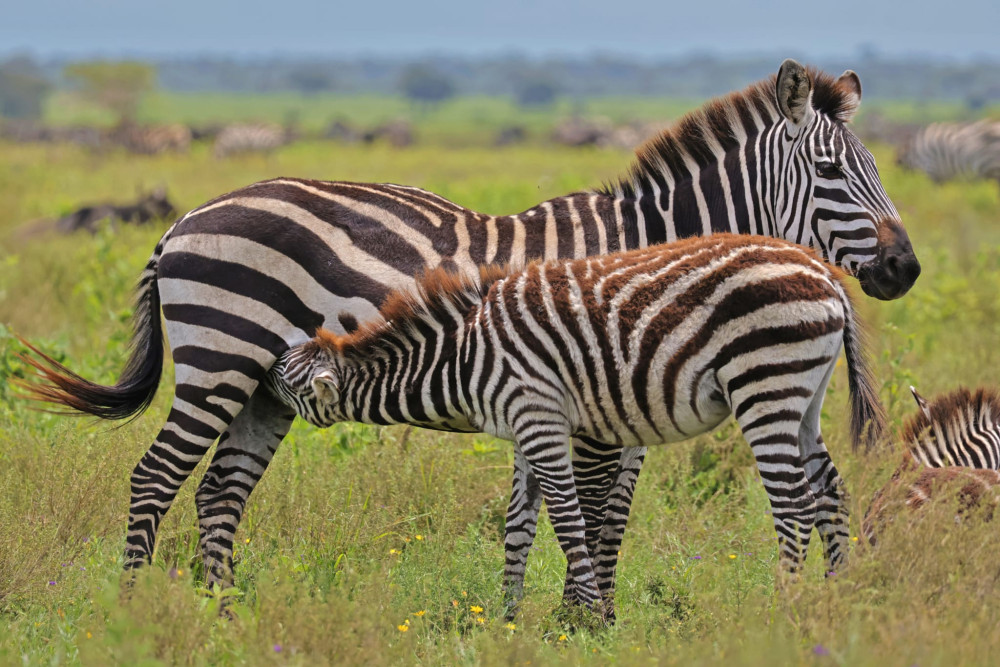 Tanzania Safari and Kilimanjaro Trekking