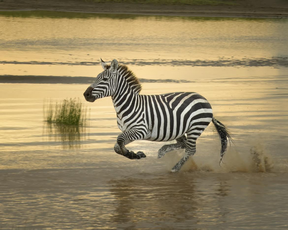 Manyara, Ngorongoro & Tarangire NP Budget Tour