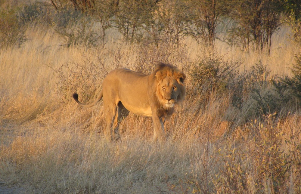 Botswana Kalahari & Wetlands Group Camping Safari