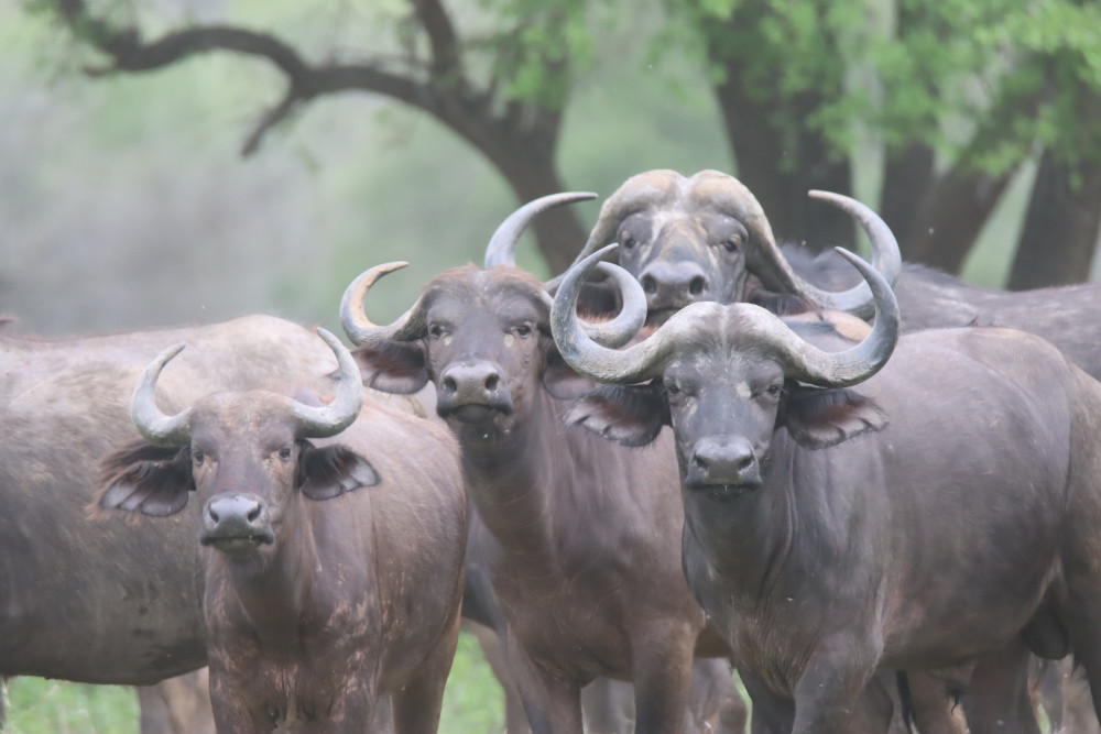 Kruger Safari Experience Bush and Buffalos