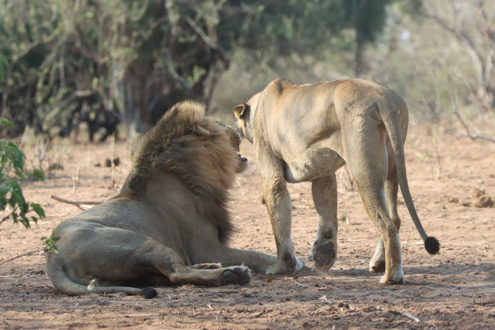 Kruger Safari Package Bush and Lions