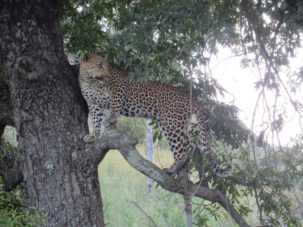 Greater Kruger Safari with Shindzela Tented Camp
