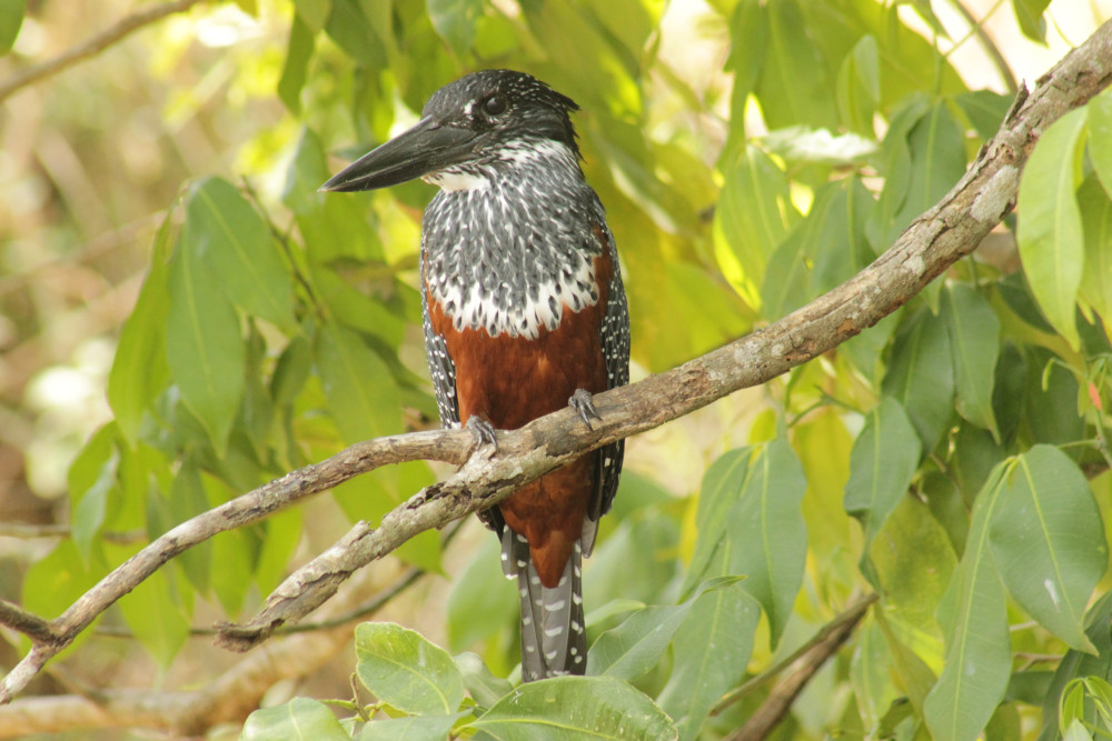 Kenya Coastal Forests and Woodlands Birding Trip