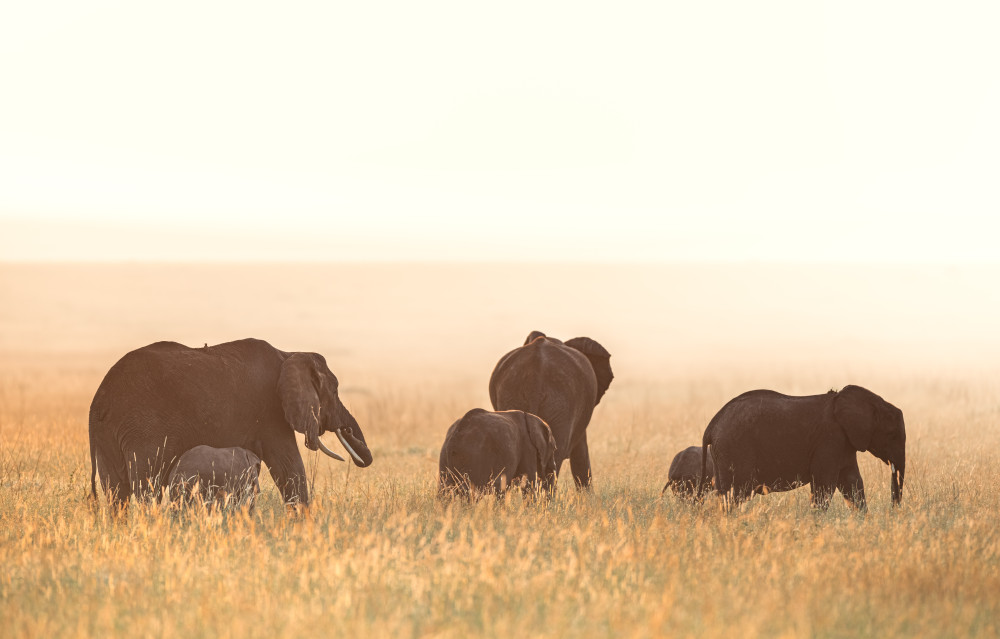 Great Migration Calving Season Safari