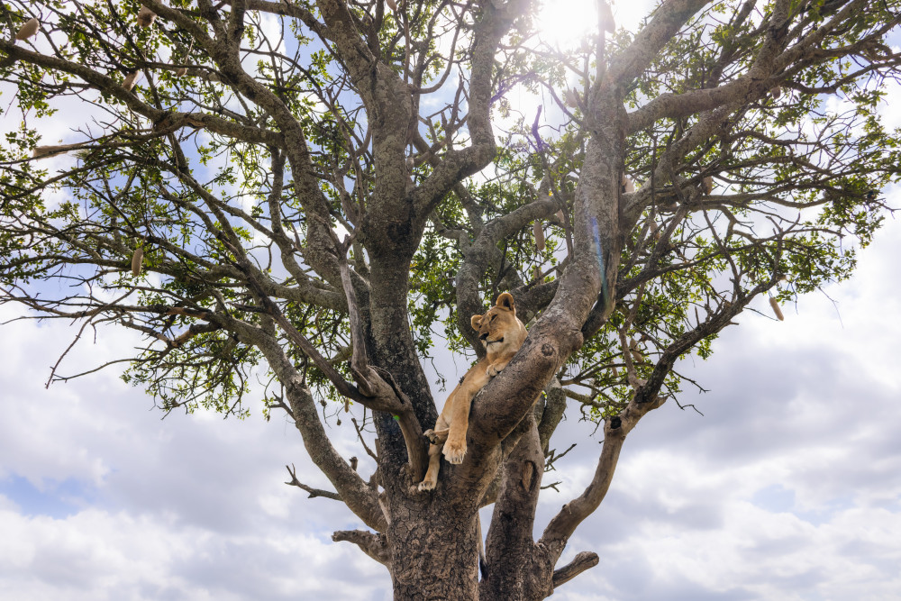 Serengeti Calving Safari - Midrange