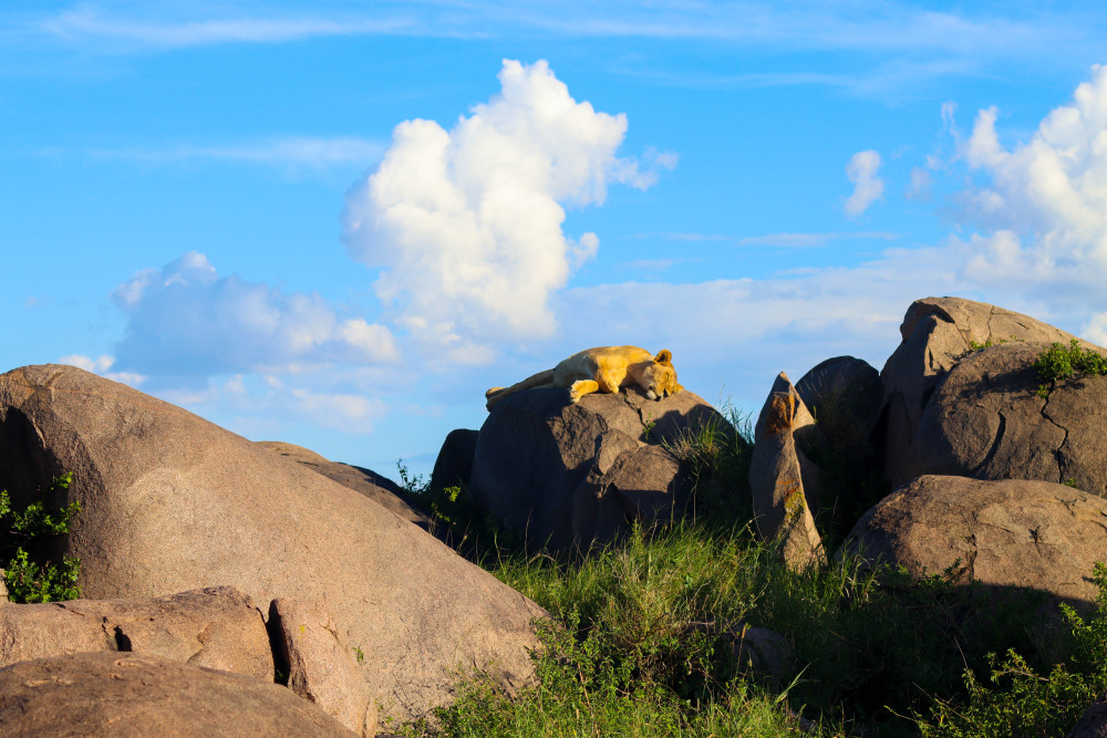 Best of Kenya and Tanzania Safari