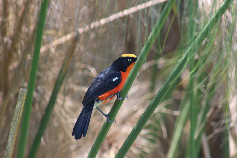 Kenya Birding Safari