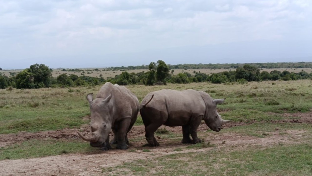 Ol Pejeta Conservancy Safari