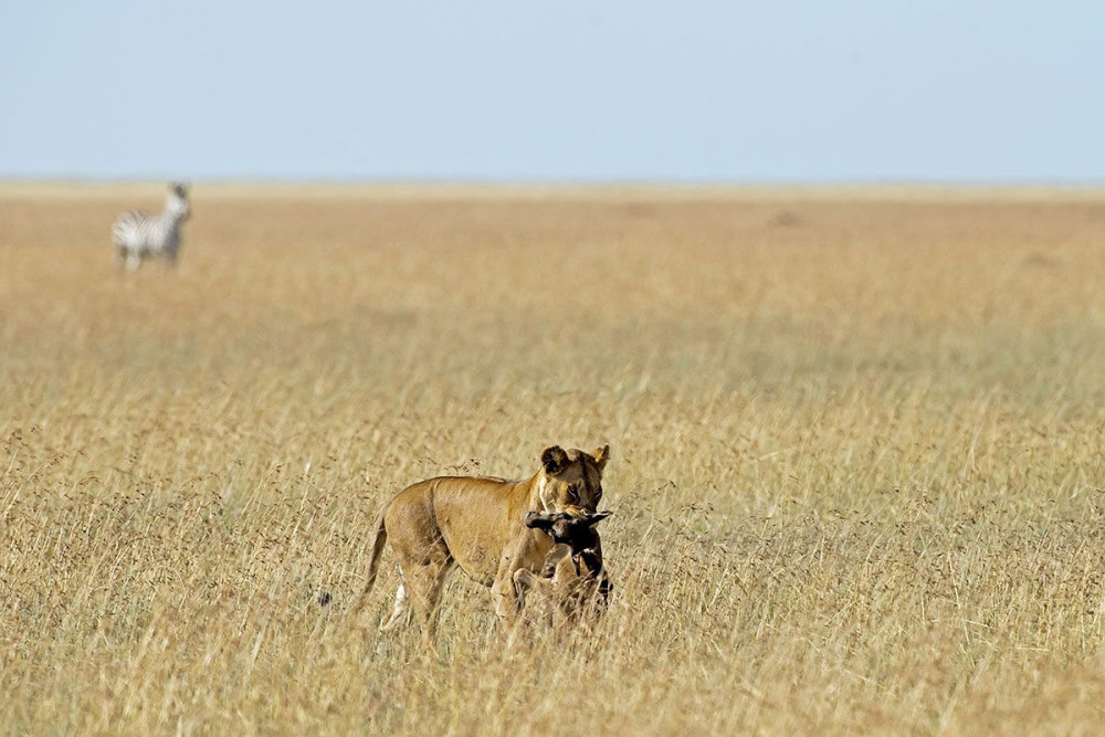 Tarangire & Ngorongoro Budget Group Safari