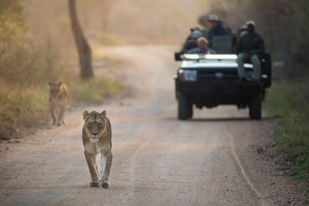 Kruger Park & Kapama Private Game Reserve Safari