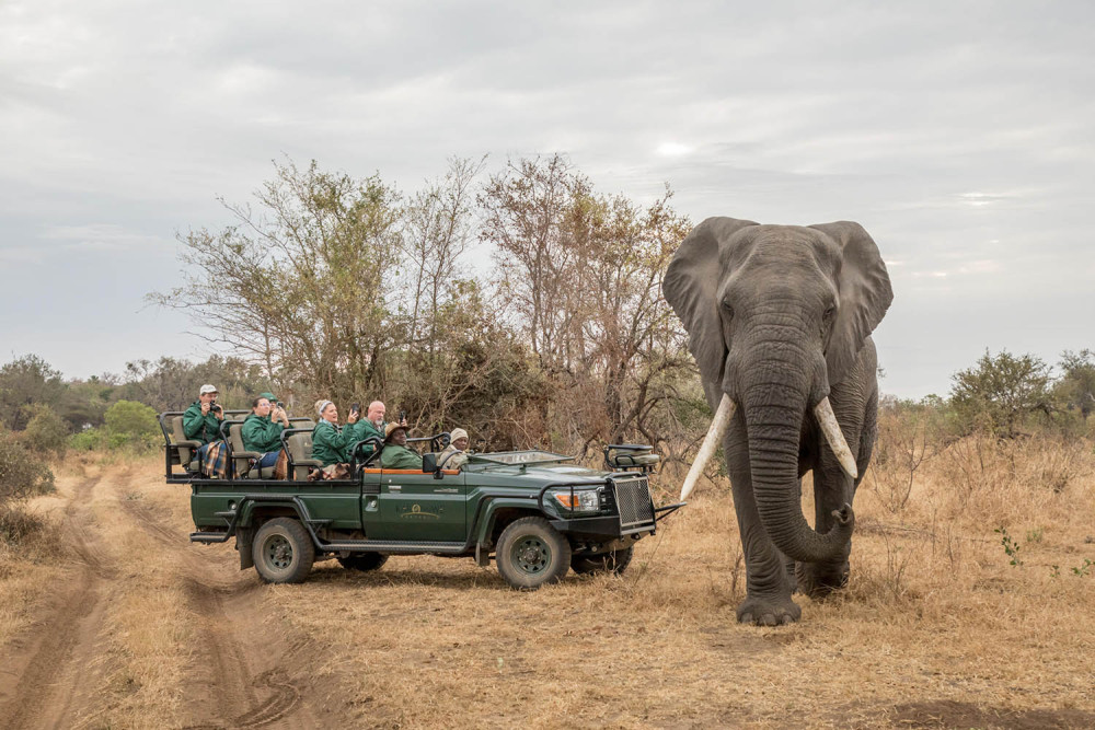 Karongwe River Lodge Safari